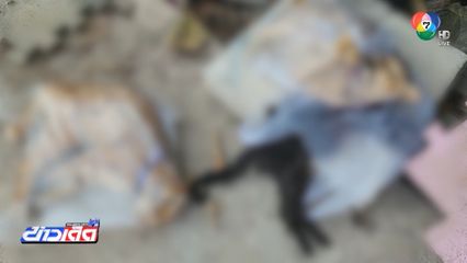 หาตัวคนใจร้าย วางยาเบื่อแมวตาย 12 ตัว