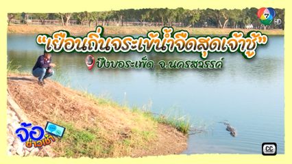 เยือนถิ่น พี่ด่าง จระเข้น้ำจืดสุดเจ้าชู้ บึงบอระเพ็ด