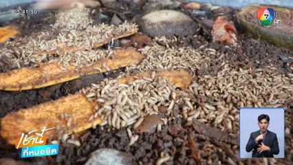 อาชีพแปลก เลี้ยงหนอน ทำอาหารสัตว์