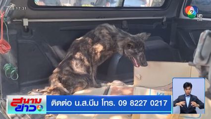 ลัคกี้ หมาสู้ชีวิต ถูกทิ้งแต่ไม่ยอมตาย