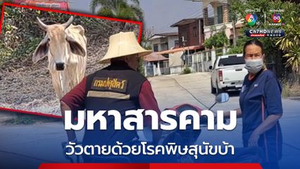 ปศุสัตว์ อ.วาปีปทุม “มหาสารคาม” เร่งฉีดวัคซีน หลังพบโคเนื้อตายด้วยโรคพิษสุนัขบ้า