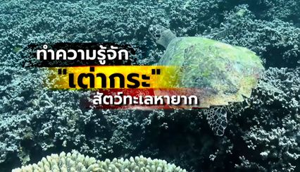Kids พิทักษ์โลก : ทำความรู้จัก “เต่ากระ” สัตว์ทะเลหายาก Ep.16