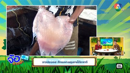 ชาวประมงเฮ ตักแมงกะพรุนขายได้ราคาดี