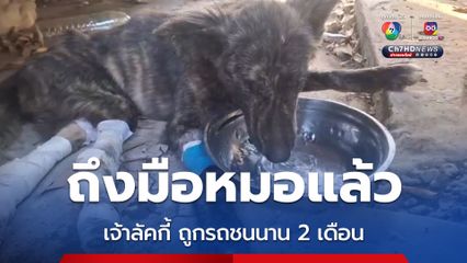 เจ้าลัคกี้ สุนัขเดินขาลากไปขอข้าวกิน  ล่าสุด คนไทยใจบุญหลั่งไหลช่วยค่ารักษาพยาบาลแล้ว