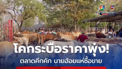 ตลาดซื้อขายโคกระบือแทบแตก! ราคาวัวดีดตัวขึ้น แห่ขายนับ 2,000 ตัว