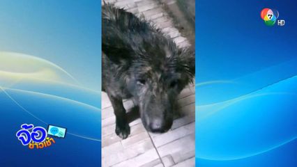 ลัคกี้ หมาสู้ชีวิต ถูกทิ้งแต่ไม่ยอมตาย