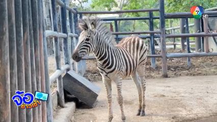 ชวนโหวตตั้งชื่อลูกม้าลาย ลุ้นรับตุ๊กตาหมูเด้ง