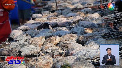 ปลานิลเผายั่ว ๆ 1 ตัน แจกฟรี