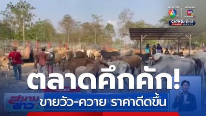 ตลาดวัว-ควาย แทบแตก หลังราคาดีดขึ้น