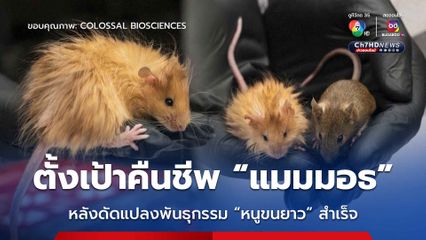 ตั้งเป้าคืนชีพ “แมมมอธ” ! บริษัทในสหรัฐฯ ดัดแปลงพันธุกรรมหนูสำเร็จให้มีขนยาว 