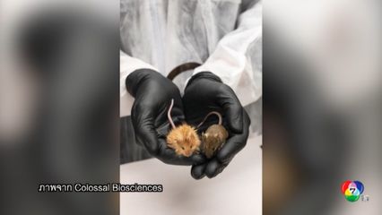 ดัดแปลงพันธุกรรมหนู หวังคืนชีพช้างดึกดำบรรพ์