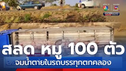 สลดใจ หมูจมน้ำตาย 100 ตัว ในรถบรรทุกตกคลอง