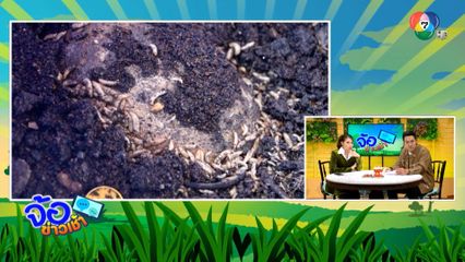 อาชีพแปลก เลี้ยงหนอน ทำอาหารสัตว์