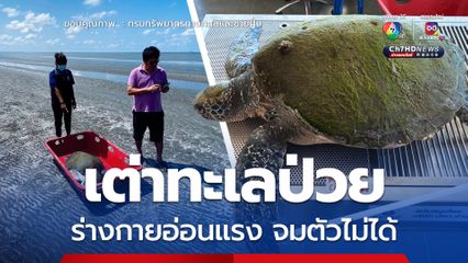 เต่าทะเลป่วย ร่างกายอ่อนแรง จมตัวไม่ได้