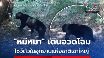 “หมีหมา” โชว์ตัวในอุทยานแห่งชาติเขาใหญ่