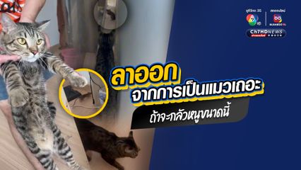 ลาออกจากการเป็นแมวเถอะ ถ้าจะกลัวหนูขนาดนี้