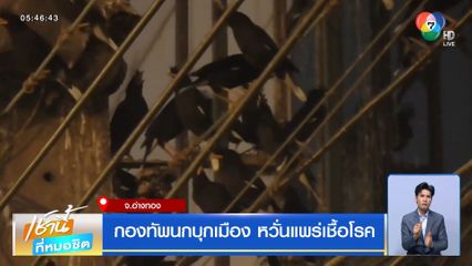 กองทัพนกบุกเมือง หวั่นแพร่เชื้อโรค