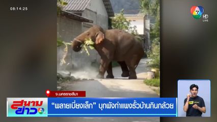 พลายเบี่ยงเล็ก บุกพังกำแพงรั้วบ้านกินกล้วย