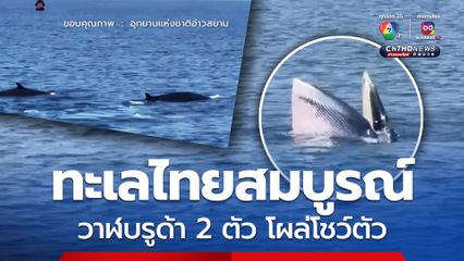 ท้องทะเลไทยอุดมสมบูรณ์ “วาฬบรูด้า” 2 ตัว โผล่โชว์ตัวใกล้ อช.อ่าวสยาม