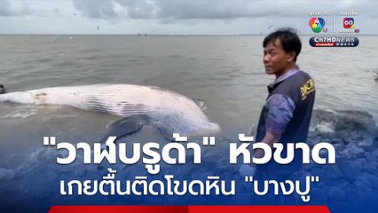 “วาฬบูรด้า” หัวขาด นอนตายเกยตื้นติดโขดหิน “บางปู”  