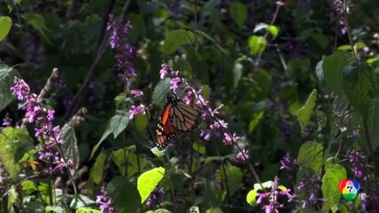 ผีเสื้อจักรพรรดิมีแนวโน้มเพิ่มขึ้น ที่เม็กซิโก