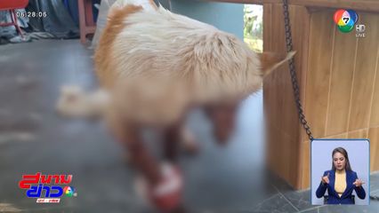 ตาปืนโหด ยิงกรอกปากสุนัข ไม่พอใจไล่กัดไก่