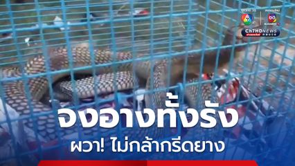 งูจงอางกว่า 10 ตัว ซุกโพรงดินในสวนยาง