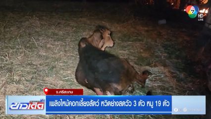 เพลิงไหม้คอกเลี้ยงสัตว์ หวิดย่างสดวัว 3 ตัว หมู 19 ตัว