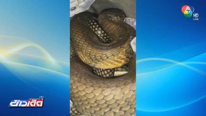 งูจงอางเข้าบ้าน พุ่งฉกใส่เจ้าหน้าที่