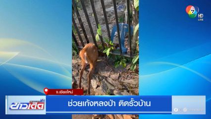 ช่วยเก้งหลงป่า ติดรั้วบ้าน