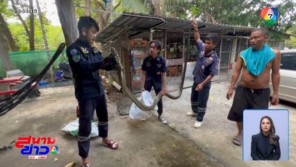 ขู่มา ก็ขู่กลับ จับจงอางยักษ์ ยาวกว่า 4 เมตร