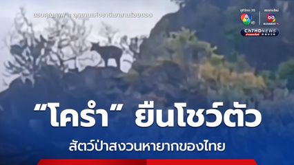 “เลียงผา” ยืนโชว์ตัวใน อช.เขาสามร้อยยอด