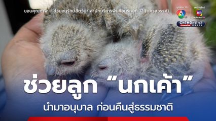 ช่วยลูกนกเค้า 3 ตัว นำมาอนุบาล ก่อนปล่อยคืนสู่ธรรมชาติ