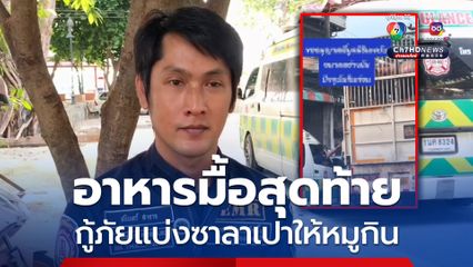 อาหารมื้อสุดท้าย! กู้ภัยแบ่งซาลาเปาให้หมูกิน ขณะกำลังไปโรงฆ่าสัตว์