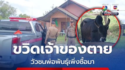 สลด เจ้าของฟาร์มวัวชน ถูกวัวชนพ่อพันธุ์ขวิดตาย