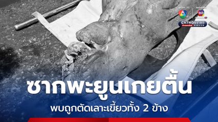 พบซาก “พะยูน” เกยตื้น ถูกตัดเลาะเขี้ยว 2 ข้าง บริเวณอ่าวโล๊ะใหญ่ จ.กระบี่