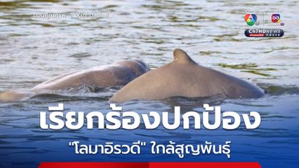 รมว.กัมพูชาเรียกร้องปกป้อง โลมาอิรวดี ใกล้สูญพันธุ์
