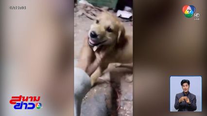 น้องหมา ถูกทิ้ง วิ่งตามเจ้าของ ได้บ้านใหม่แล้ว จ.อุดรธานี