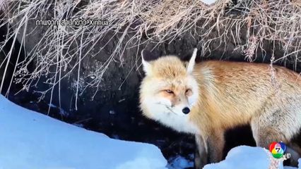 โดรนจับภาพ สุนัขจิ้งจอกแดง ใช้ชีวิตท่ามกลางหิมะในมองโกเลียใน