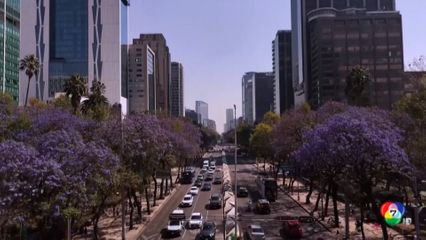 ดอกศรีตรังบานสะพรั่งกลางกรุงเม็กซิโก ซิตี