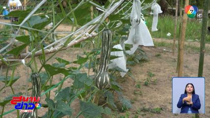 ฟักทองสายพันธุ์ใหม่ รายได้หลักหมื่นต่อเดือน