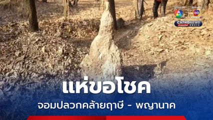 ฮือฮาจอมปลวกคล้ายฤาษี - พญานาค โผล่กลางป่าสะแบง  ชาวบ้านแห่ขอโชค