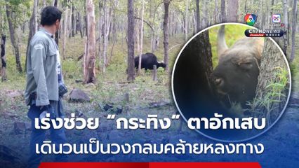 เร่งช่วย “กระทิง” ป่วยตาอักเสบ พบเดินวนคล้ายหลงทาง หวั่นอันตรายต่อชาวบ้าน