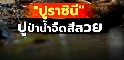 Kids พิทักษ์โลก : “ปูราชินี” ปูป่าน้ำจืดสีสวย Ep.18