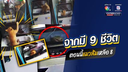จากแมว 9 ชีวิต เหลือ 8 ชีวิต แมวส้มพลาด ตกถังเครื่องซักผ้า
