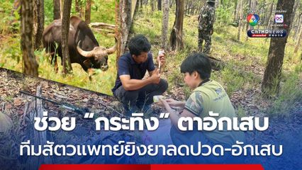 ช่วยชีวิต “กระทิง” ป่วยตาอักเสบ ทางสัตวแพทย์ยิงยาลดปวด-อักเสบระยะไกล