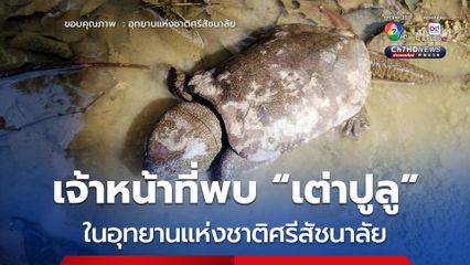 เจ้าหน้าที่พบ “เต่าปูลู” สัตว์ป่าคุ้มครอง และหายาก ในอุทยานแห่งชาติศรีสัชนาลัย