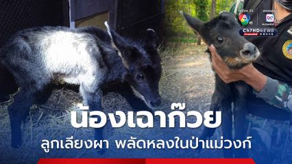 ลูกเลียงผาวัยกำพร้า พลัดหลงในป่าแม่วงก์