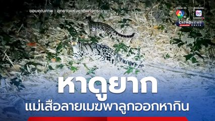 หาดูยาก แม่เสือลายเมฆพาลูกออกหากิน