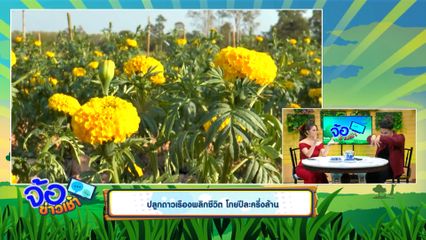 ปลูกดาวเรืองพลิกชีวิต โกยปีละครึ่งล้าน